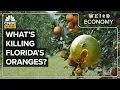 ORANGE JUICE - How Orange Juice Became More Expensive Than Ever