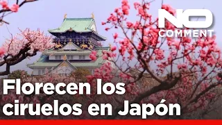 NO COMMENT: Comienza la época de floración de los ciruelos en Japón