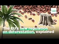 Supply chain disruptions: Are concerns about the EU's new deforestation regulation justified?