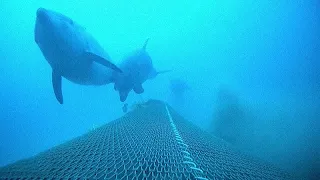 GASCOGNE Protection des dauphins et survie des pêcheurs : le dilemme du Golfe de Gascogne