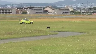 Bär unterbricht Flüge am Flughafen Yamagata und zwingt zur Schließung der Startbahn