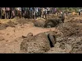 INTERNATIONAL RANGER IRNG - Kenya: i ranger salvano tre elefanti intrappolati nel fango
