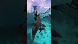 GOPRO INC. &#39;JAWS&#39;-DROPPING ATTACK: Sharks lunge at a diver&#39;s GoPro during a close-call encounter #foxnews