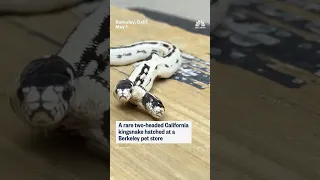 Rare two-headed California kingsnake hatches at Berkeley pet store