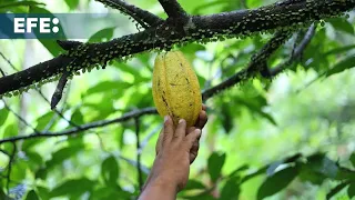 S&U PLC [CBOE] Un indígena representa a Panamá en España por su cosecha orgánica de cacao