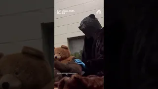 INTERNATIONAL CARE COMPANY San Diego Humane Society employees wear bear costumes to take care of rescued bear cub