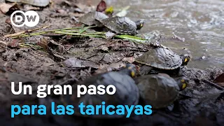 Programa de conservación logra aumentos en población de tortugas taricayas