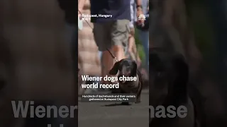 Wiener dogs chase world record
