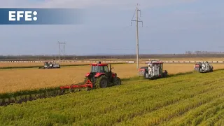 SOYBEAN China desarrolla un maíz más rico en proteínas para frenar su dependencia de la soja