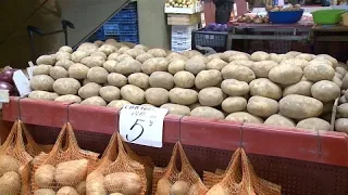 Romanian farmers give up on growing potatoes as costs surge