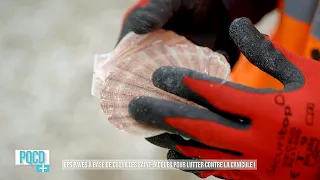 Des pavés à base de coquilles Saint-Jacques pour lutter contre la canicule