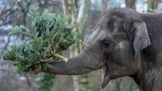 Weihnachtsbäume auf dem Speiseplan der Tiere im Berliner Zoo