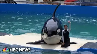 ORCA Lolita, beloved orca at Miami Seaquarium, dies ahead of planned release