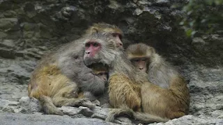 Il fait frisquet ? Les singes sauvages sur l&#39;île japonaise de Shodoshima le pensent aussi