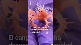 El cangrejo que ha despertado curiosidad en internet