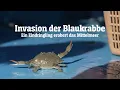 Invasion der Blaukrabbe: Wie ein Eindringling das Mittelmeer erobert | SPIEGEL TV für ARTE Re: