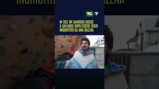 In Chile un canoista riesce a salvarsi dopo essere stato inghiottito da una #balena