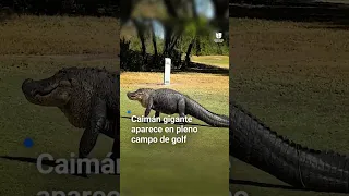 Captan a un caimán gigante paseando por un campo de golf