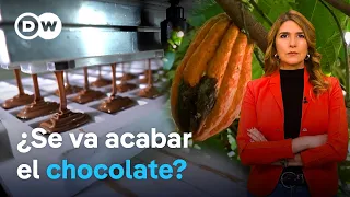 La crisis del cacao y los altos precios del chocolate obligan a buscar alternativas a esta industria