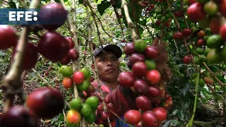 WHEAT Aranceles de Trump amenazan al café latinoamericano, con precios récord del grano en EE.UU.
