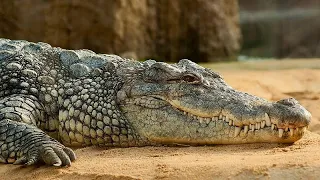 UBER INC. Agadirs Krokodilpark eröffnet erste Seilrutsche Marokkos über lebenden Reptilien