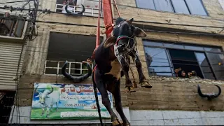 LIVE CATTLE &quot;Mit Tränen in den Augen&quot;: Zum Opferfest in Karatschi werden die Rinder vom Dach gehievt