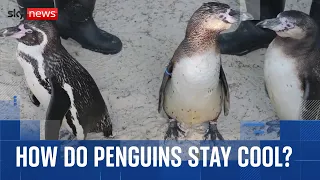 UK heat alert: How do penguins stay cool in the heat?