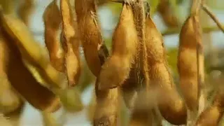 SOYBEAN EuGH weist Klage gegen Zulassung von Gen-Sojabohne zurück