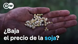 SOYBEAN Aumenta la producción mundial de Soja mientras cae la demanda de China