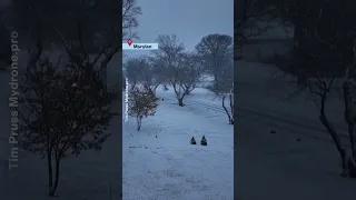 Así se ve la tormenta invernal en diferentes estados de EE.UU. | Noticias Telemundo