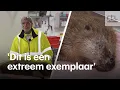 BEVER HOLDING - Enorme bever gevonden in Ouderkerk aan den IJssel