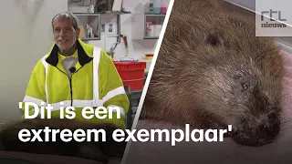 BEVER HOLDING Enorme bever gevonden in Ouderkerk aan den IJssel