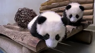 Ein neuer Spielplatz für die Pandababys im Berliner Zoo