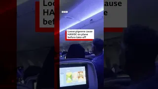 TAKE OFF Loose pigeons cause havoc on plane before take-off. #Pigeon #Airplane #BBCNews
