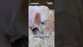 INTERNATIONAL CARE COMPANY New York family rescues piglet in need of special care