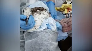 NO COMMENT: Más de mil aves salvadas de la contaminación en el mar Negro