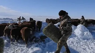 LIVE CATTLE Clima estremo in America: in Argentina la neve minaccia il bestiame, caldo record nella Death valley