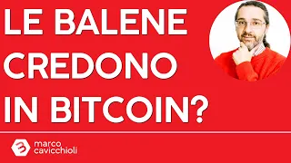 BITCOIN Le balene credono in Bitcoin, o lo scaricheranno?