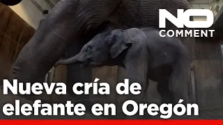 NO COMMENT: El zoo de Oregón da la bienvenida a una bebé elefante sana, hija de Rose-Tu