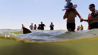 Suche nach vermutetem Hai-Angriff an der israelischen Küste im Gange