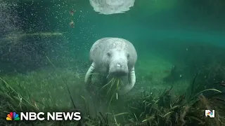 Good News: Manatees brought back to health released into the wild