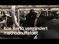 Hoe koe Berta bijdraagt aan een groenere toekomst