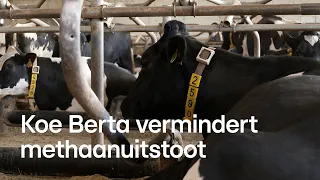 Hoe koe Berta bijdraagt aan een groenere toekomst