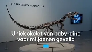 Uniek skelet van baby-dino voor miljoenen geveild, zo ziet hij eruit | RTL Nieuws