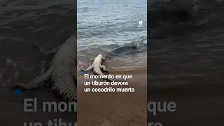 El momento en que un tiburón devora un cocodrilo muerto