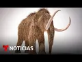 Una compañía biotecnológica de EE.UU. busca revivir cualidades del mamut lanudo | Noticias Telemundo