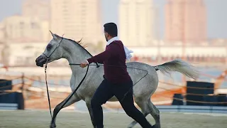 UBER INC. Fokus auf Katars beliebteste Tiere, von arabischen Pferden über Walhaie bis hin zu Falken