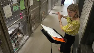 États-Unis : de la musique pour apaiser les animaux de compagnie anxieux dans les refuges