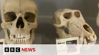 HUMAN British scientists grow human tooth in a laboratory | BBC News