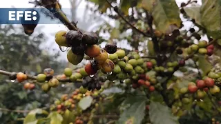 Las plagas y la crisis climática amenazan los cultivos de café en Honduras